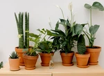5 plante de interior care ne pot face viața mai frumoasă și mai relaxantă