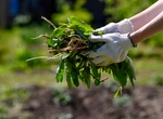 Cum să scapi de buruieni în câteva ore cu doar trei ingrediente din bucătărie