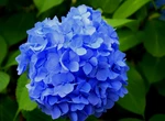 Hortensiile sunt plante frumoase, dar nu ar trebui ținute în casă. Ce recomandă tradiția Feng Shui