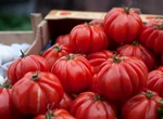 Roșii dulci și parfumate care îți răsfață gustul. Află cele mai bune soiuri și cum să le cultivi
