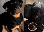 Carl, Rottweilerul care nu mănâncă fără rugăciune. Patrupedul a făcut senzație pe TikTok