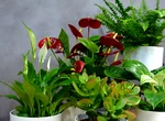 Cum pregătești plantele pentru sezonul rece. Sfaturi pentru o iarnă mai verde