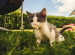 Cum protejăm grădina de pisici. Plantele care țin la distanță felinele