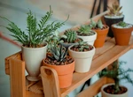 Cum să redai viața casei tale: 6 idei geniale de decor cu plante