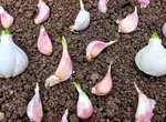 Plantarea usturoiului toamna: de ce acum este momentul perfect