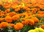 Alungă căpușele din grădină cu ajutorul plantelor. Află ce flori sunt cele mai eficiente