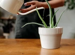 Ce conține „apa secretă” care face aloe vera să crească frumos și sănătos