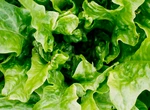 Trucurile bunicilor pentru salata verde: ce să pui la rădăcină ca să nu i se îngălbenească frunzele