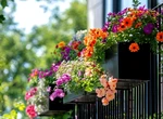Balconul tău poate rămâne verde și în zilele toride. Află cum să-ți protejezi plantele de caniculă