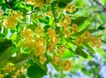 Când și cum se culeg florile de tei pentru ceaiuri parfumate iarna