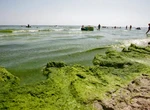 Mamaia, sub asediul algelor. Turiștii aleg alte destinații din cauza mirosului