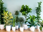 Plante care nu mor ușor, chiar dacă uiți complet de ele. Recomandări pentru cei care nu se pricep la îngrijit flori