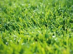 5 metode simple pentru a menține gazonul verde în timpul valurilor de căldură extremă