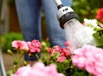 Cum să uzi corect plantele vara. Sfaturi utile pentru o grădină sănătoasă în sezonul cald