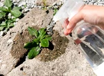 De ce ar trebui să stropești cu oțet în fața ușii vara asta. Mulți nu știu ce efect are acest gest banal