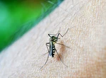 Scapă de țânțari fără spray-uri toxice. Ce poți pune pe plasele de la geamuri pentru o vară fără griji