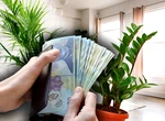 Planta pe care trebuie să o ai în casă pentru a avea noroc. Atrage banii și iubirea