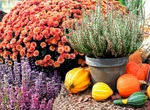 Cu ce să uzi plantele toamna ca să fie pline de flori. E marele secret al grădinarilor de top