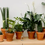 5 plante de interior care ne pot face viața mai frumoasă și mai relaxantă