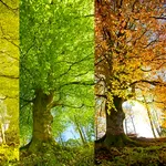 Anotimpurile nu mai sunt patru. Pământul are acum șase, spun specialiștii
