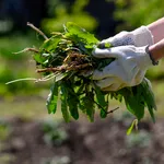 Cum să scapi de buruieni în câteva ore cu doar trei ingrediente din bucătărie