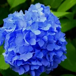Hortensiile sunt plante frumoase, dar nu ar trebui ținute în casă. Ce recomandă tradiția Feng Shui