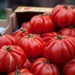 Roșii dulci și parfumate care îți răsfață gustul. Află cele mai bune soiuri și cum să le cultivi