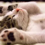 9 moduri prin care pisica ta înțelege că o iubești