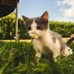 Cum protejăm grădina de pisici. Plantele care țin la distanță felinele
