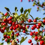 Fructul de toamnă care protejează inima: beneficii și mod de consum