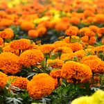Alungă căpușele din grădină cu ajutorul plantelor. Află ce flori sunt cele mai eficiente