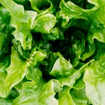 Trucurile bunicilor pentru salata verde: ce să pui la rădăcină ca să nu i se îngălbenească frunzele