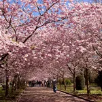 Cireșii au înflorit din nou în plin an. Anomalie climatică descoperită într-un județ românesc