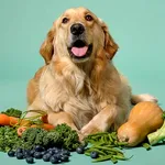 Gustări naturale pentru câini, direct din frigider. 7 alegeri sigure și delicioase