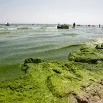 Mamaia, sub asediul algelor. Turiștii aleg alte destinații din cauza mirosului
