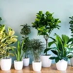 Plante care nu mor ușor, chiar dacă uiți complet de ele. Recomandări pentru cei care nu se pricep la îngrijit flori