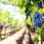 Vița de vie sănătoasă începe cu stropirea corectă. Trucurile simple folosite de bunici