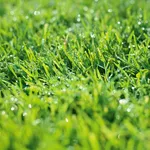 5 metode simple pentru a menține gazonul verde în timpul valurilor de căldură extremă