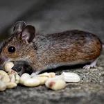 Cum să scapi natural de șoareci și șobolani cu un truc simplu din bucătărie