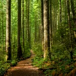 O insectă periculoasă distruge stejarii din România. Mii de hectare de pădure sunt afectate