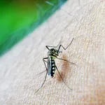 Scapă de țânțari fără spray-uri toxice. Ce poți pune pe plasele de la geamuri pentru o vară fără griji