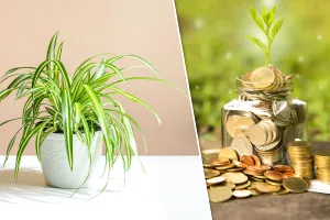 Planta banilor. Cum se îngrijește și unde e bine să o așezi în casă. Atrage abundența și norocul