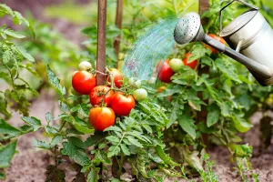 Cea mai eficientă soluție prin care grăbești coacerea roșiilor fără chimicale. Metoda este 100% naturală
