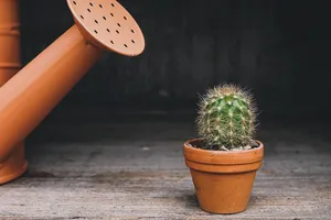 Când trebuie udat cactusul de fapt, ca să nu moară de sete. Nu mulți știu secretul