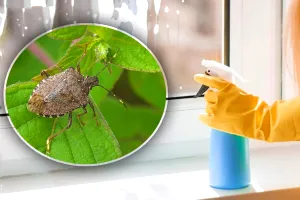 Cu ce să pulverizezi la fereastră pentru a ține la distanță gândacii mirositori de casa ta. Trucul genial