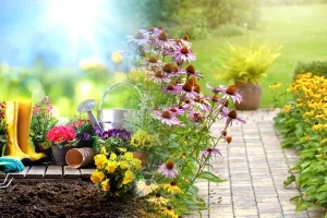 Plante rezistente la căldură. Îți transformă grădina într-un colț de rai, ce trebuie să știi despre îngrijirea lor