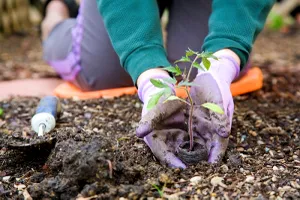 Ce flori poți planta în grădină, în luna octombrie. Cum îngrijești plantele care înfloresc acum