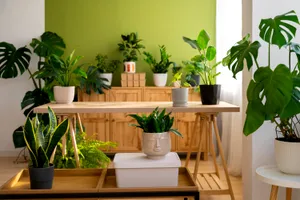 Plante care se întrețin ușor. Ce să alegi dacă vrei să ai un colț verde în casă, fără prea mari bătăi de cap