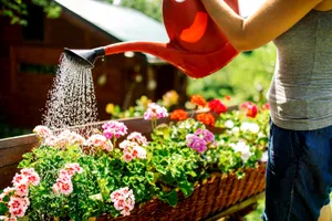 Ce temperatură trebuie să aibă apa cu care uzi florile. Este cel mai important lucru pe care trebuie să îl știi despre plantele tale