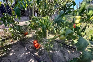Ce nu trebuie să plantăm lângă roșii, în grădină, pentru a nu compromite răsadurile